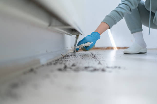 Best Flea Control Services  in Sweetwater, FL